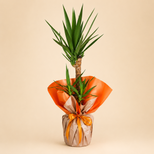 2'li Yucca
